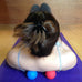 Massage Lacrosse Balls for Myofascial Release and Trigger Point Therapy, Set of 2 Firm Balls